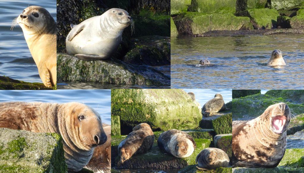 Birds, Seals & Sunset Boat Tour @ Fisherman's Wharf in Lewes, Delaware